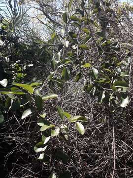 Image of Passiflora costata Mast.