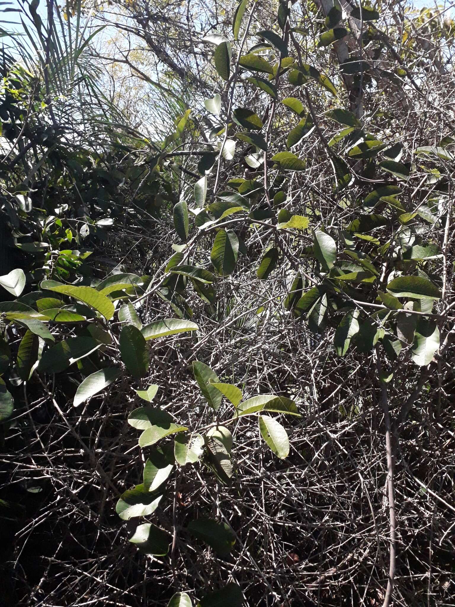 Passiflora costata Mast.的圖片