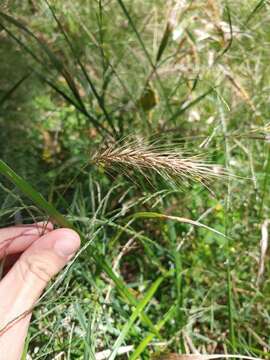 Image of River-Bank Wild Rye