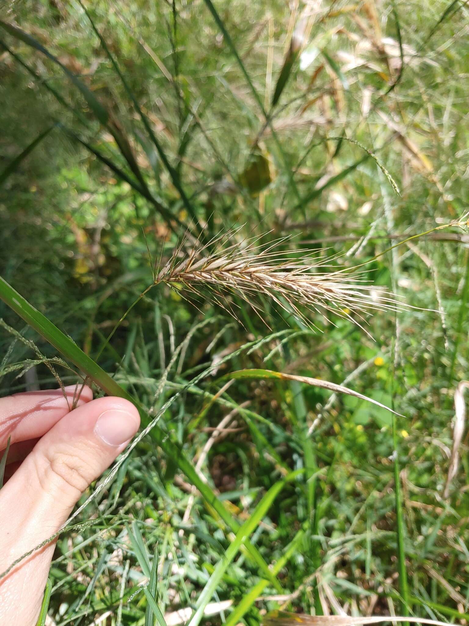 Слика од Elymus riparius Wiegand