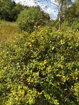 Image of eared willow