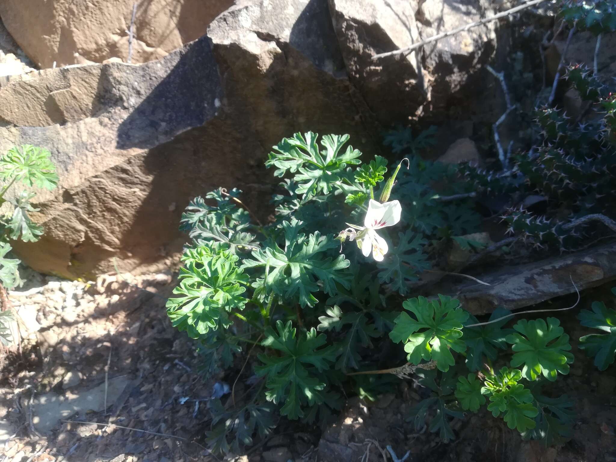 Image of Pelargonium exhibens P. Vorster