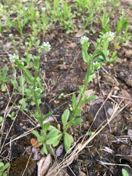 Image of Spring Forget-Me-Not