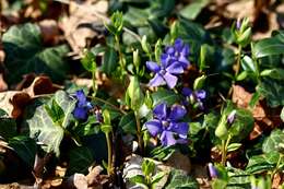 Image of Common Periwinkle