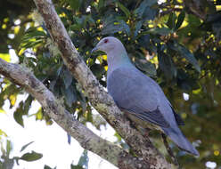 Image of Ring-tailed Pigeon