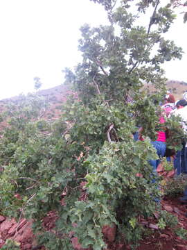 Image of Chihuahuan oak