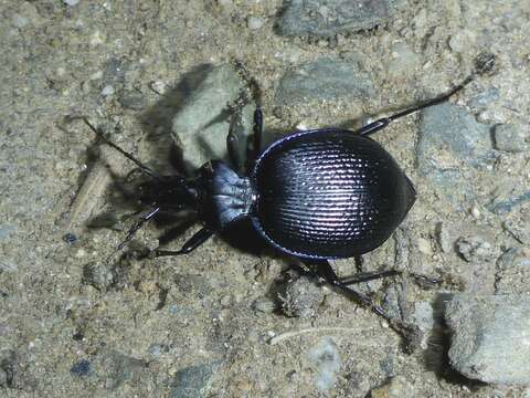 صورة Scaphinotus (Brennus) interruptus (Ménétriés 1843)