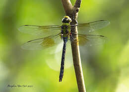 Image of Anax panybeus Hagen 1867