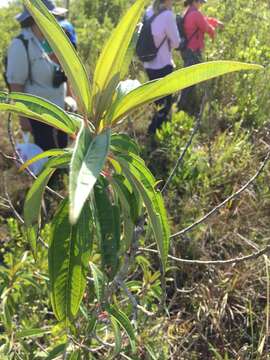 صورة Miconia bicolor (Mill.) Triana