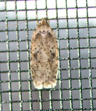 Image of Agonopterix canadensis Busck 1902