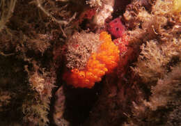 Image of Stomozoa australiensis Kott 1990
