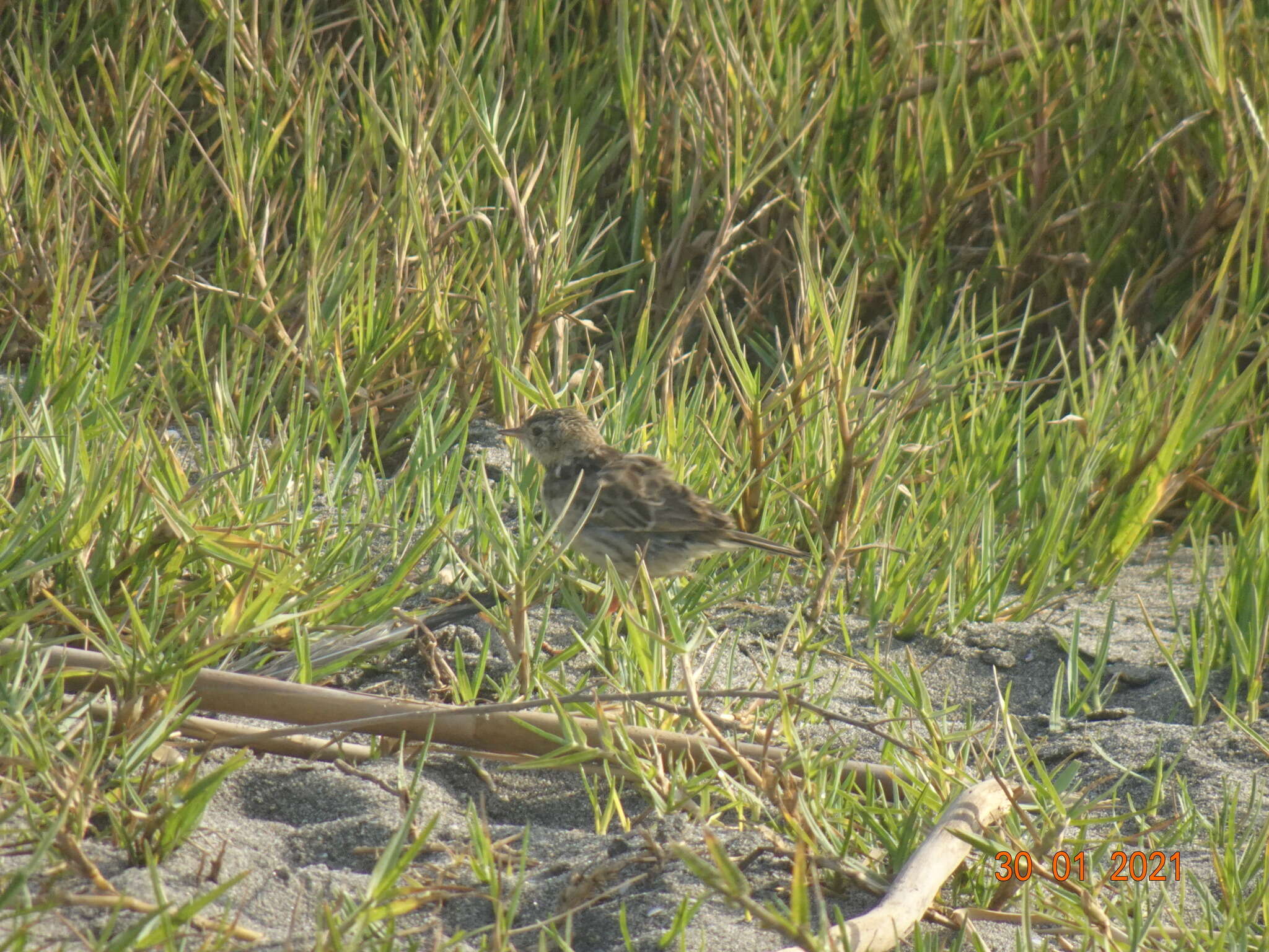 Image of Peruvian Pipit