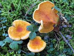 Imagem de Hygrophoropsis aurantiaca (Wulfen) Maire 1921