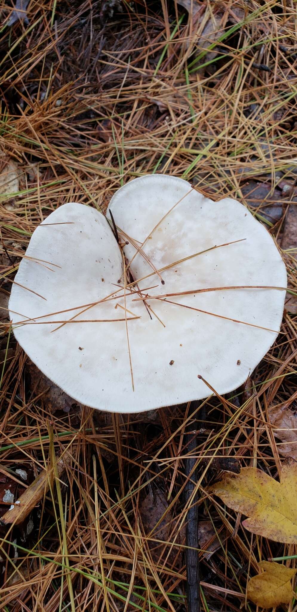 Plancia ëd Clitocybe robusta Peck 1897