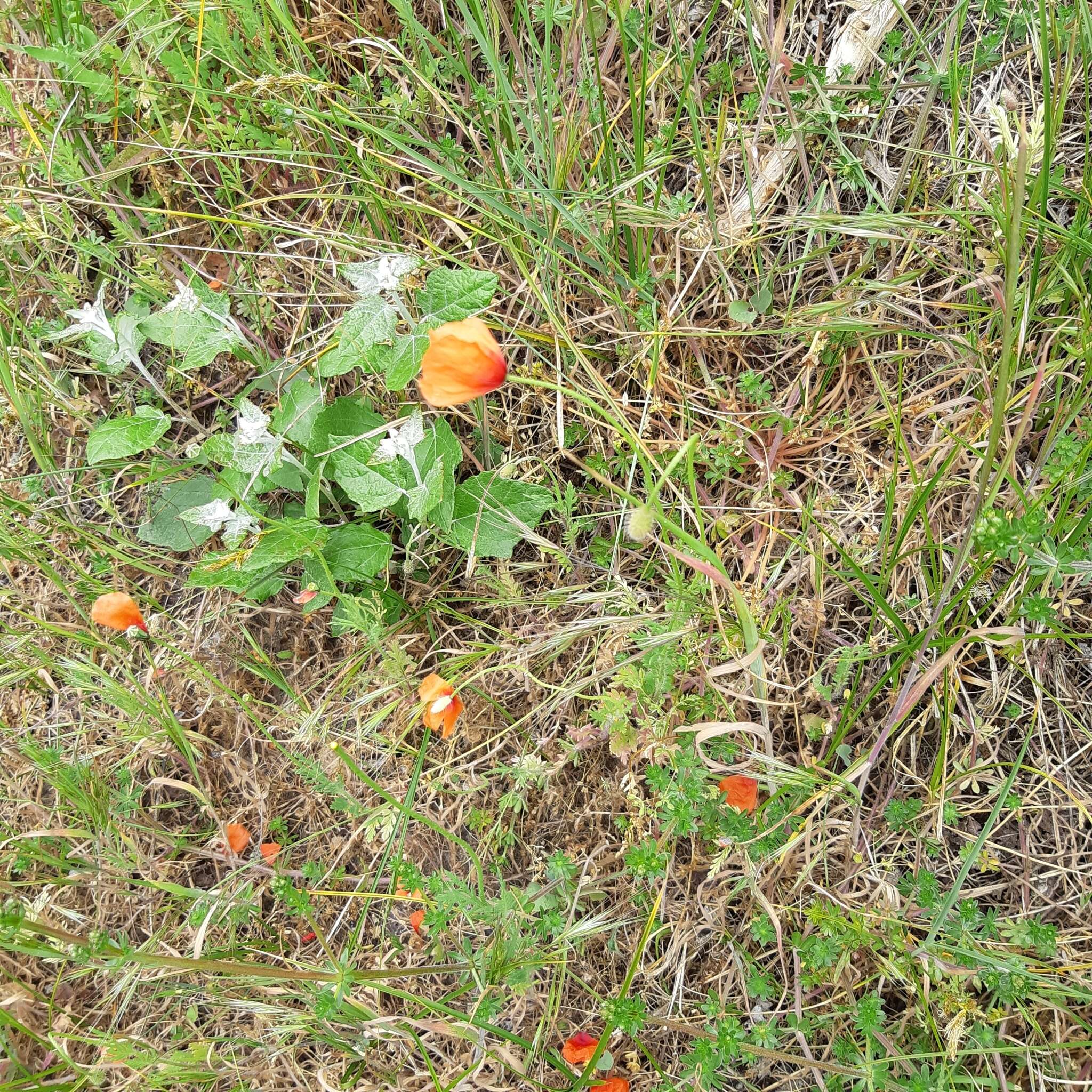 Image of Papaver lecoqii La Motte