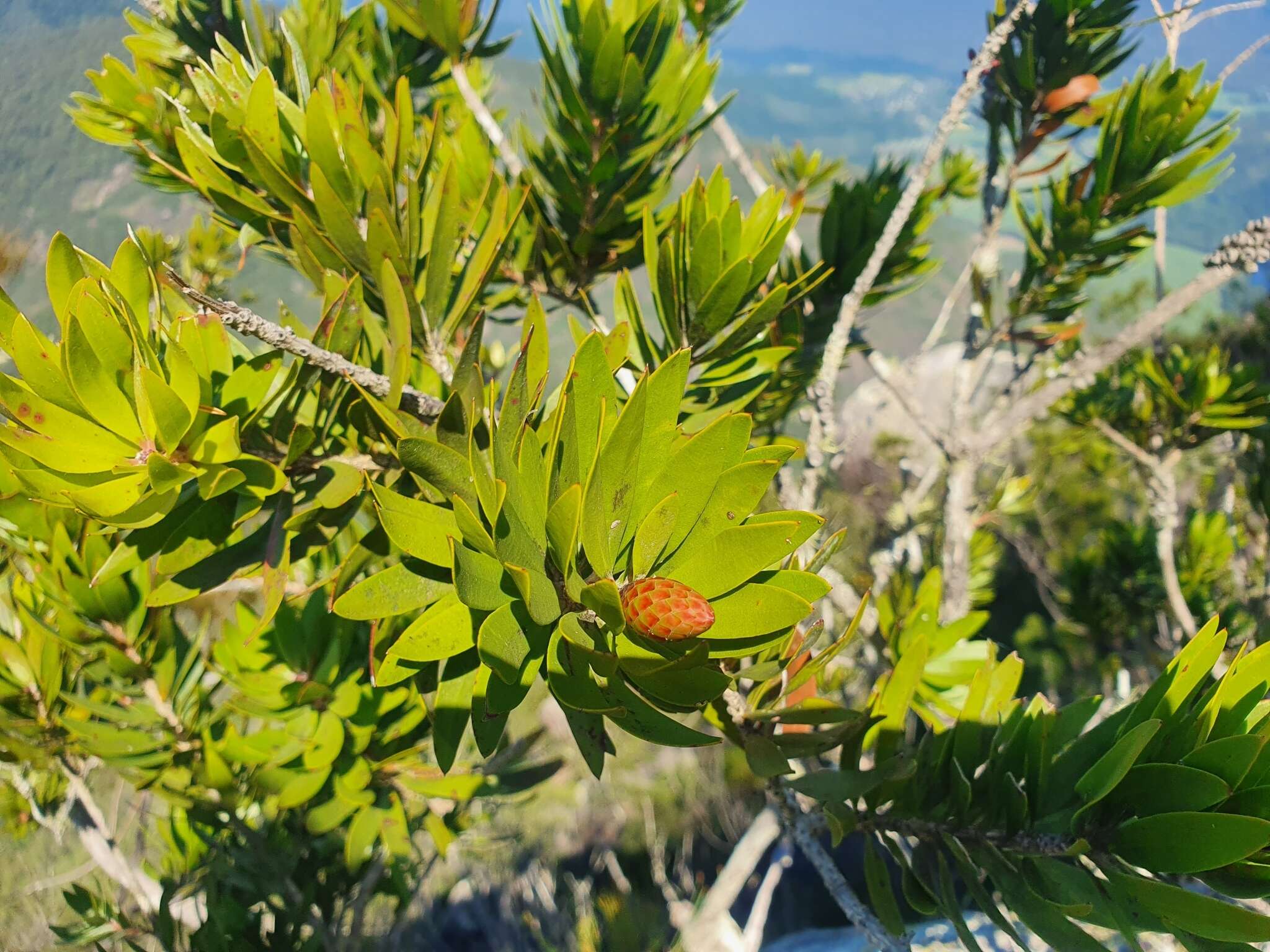 صورة Callistemon pyramidalis (Craven) Udovicic & R. D. Spencer