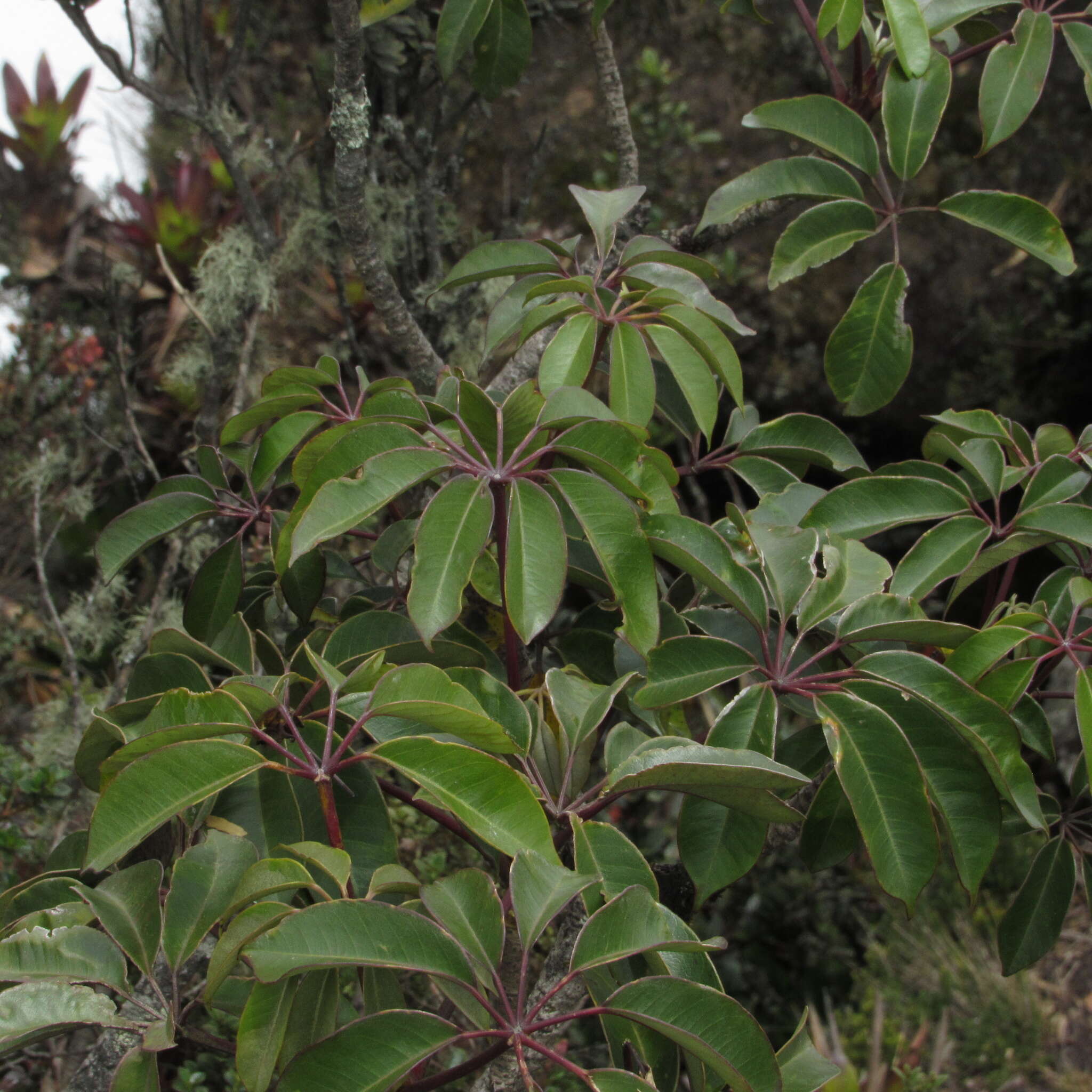 Image of Sciodaphyllum bogotense (Cuatrec.) Lowry, G. M. Plunkett & M. M. Mora