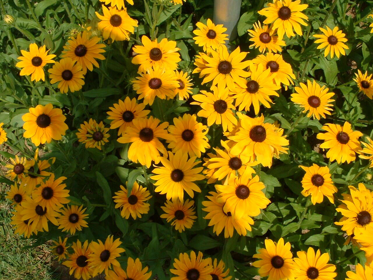 Image of blackeyed Susan