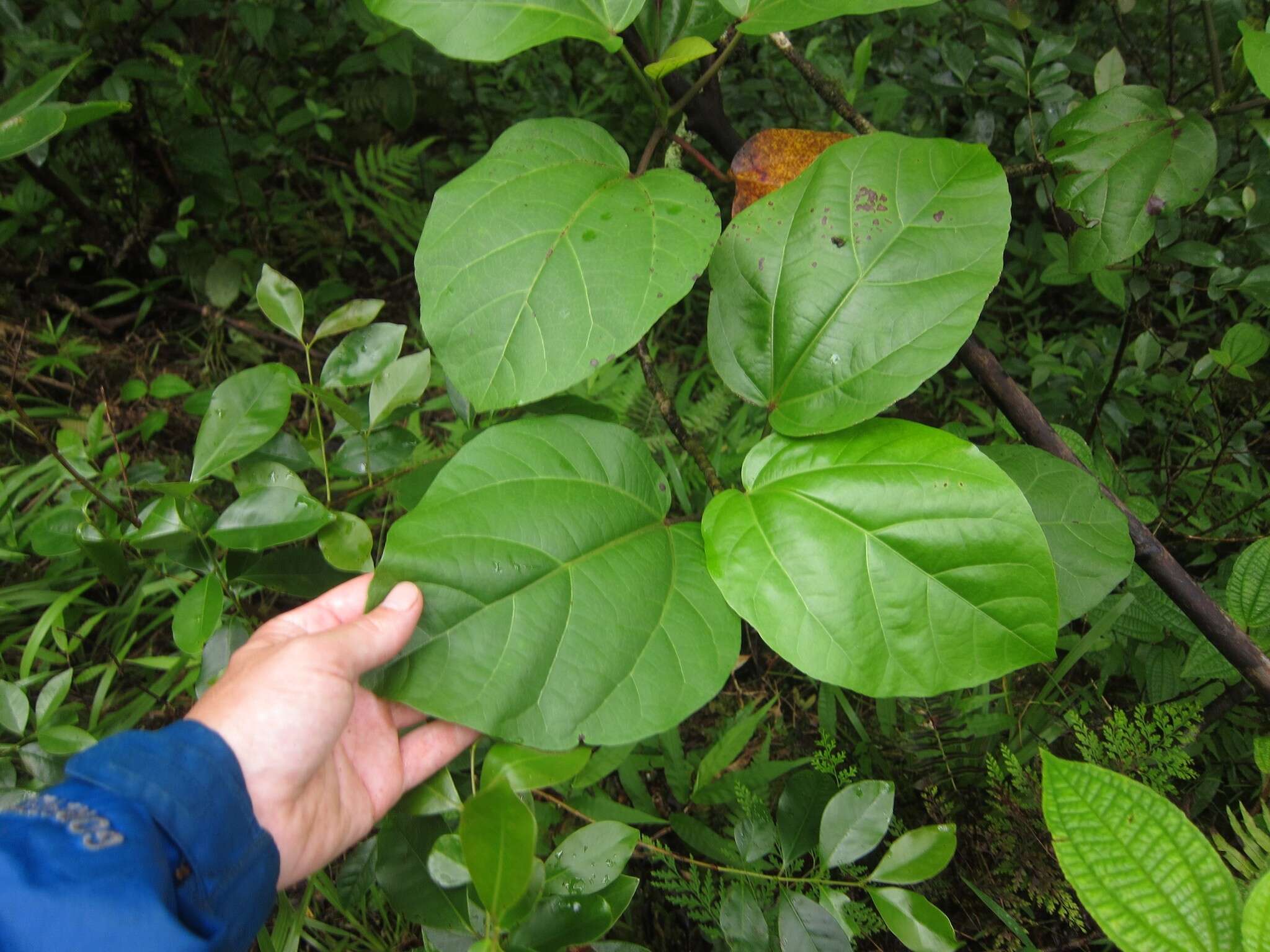 Sivun Hibiscus arnottianus subsp. punaluuensis (Skottsb.) D. Bates kuva