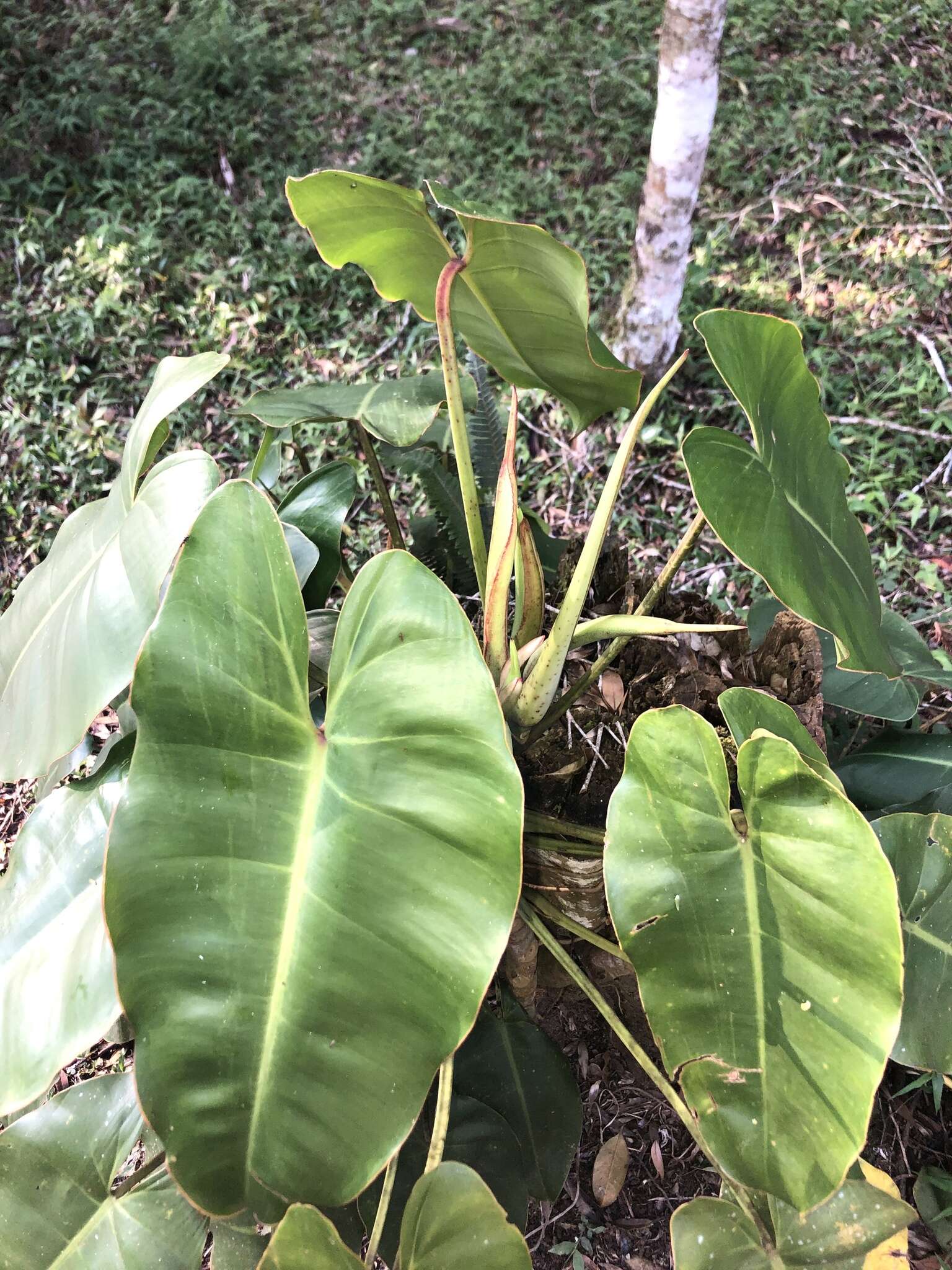 Imagem de Philodendron loefgrenii Engl.