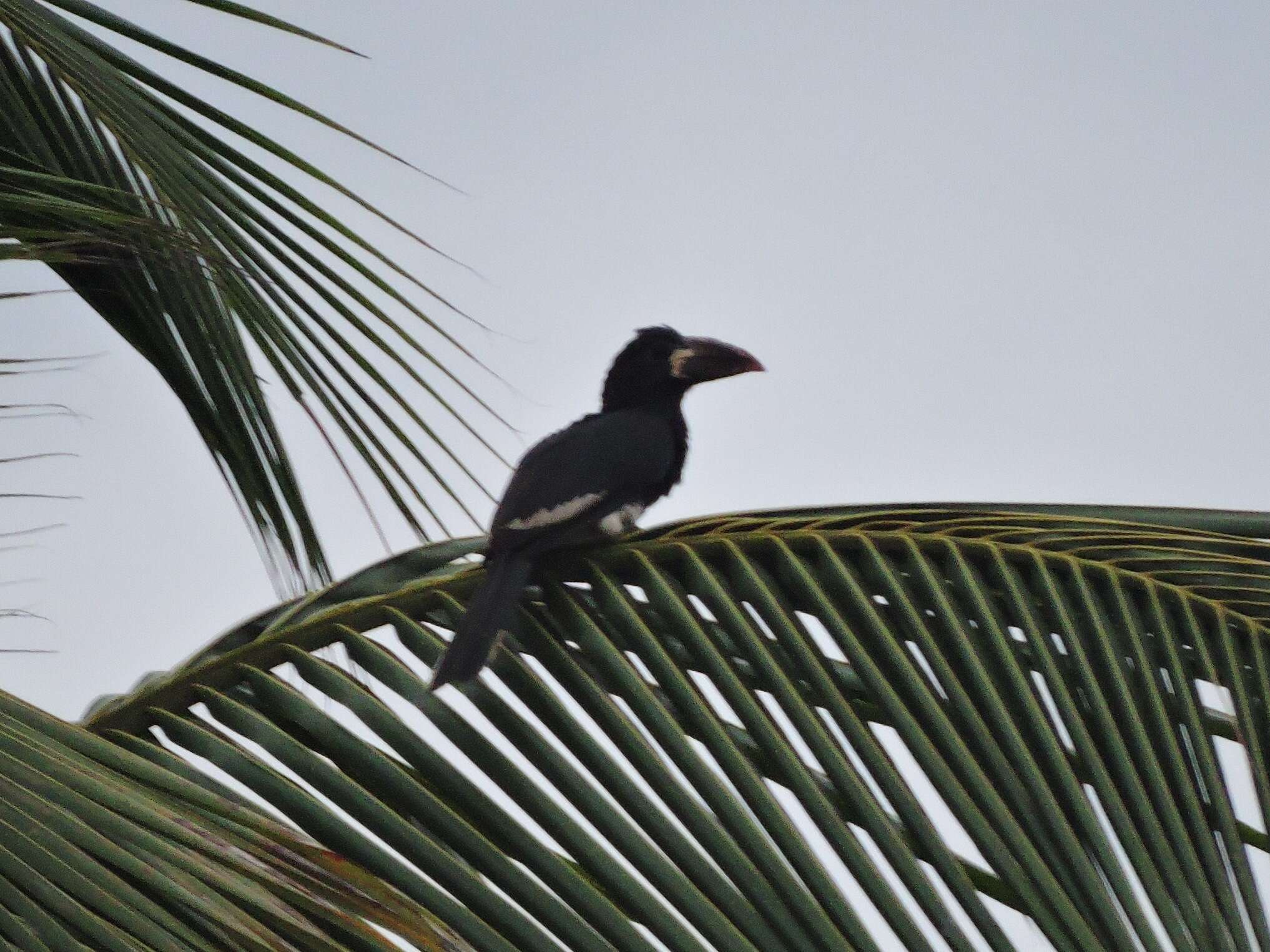 Image of Piping Hornbill