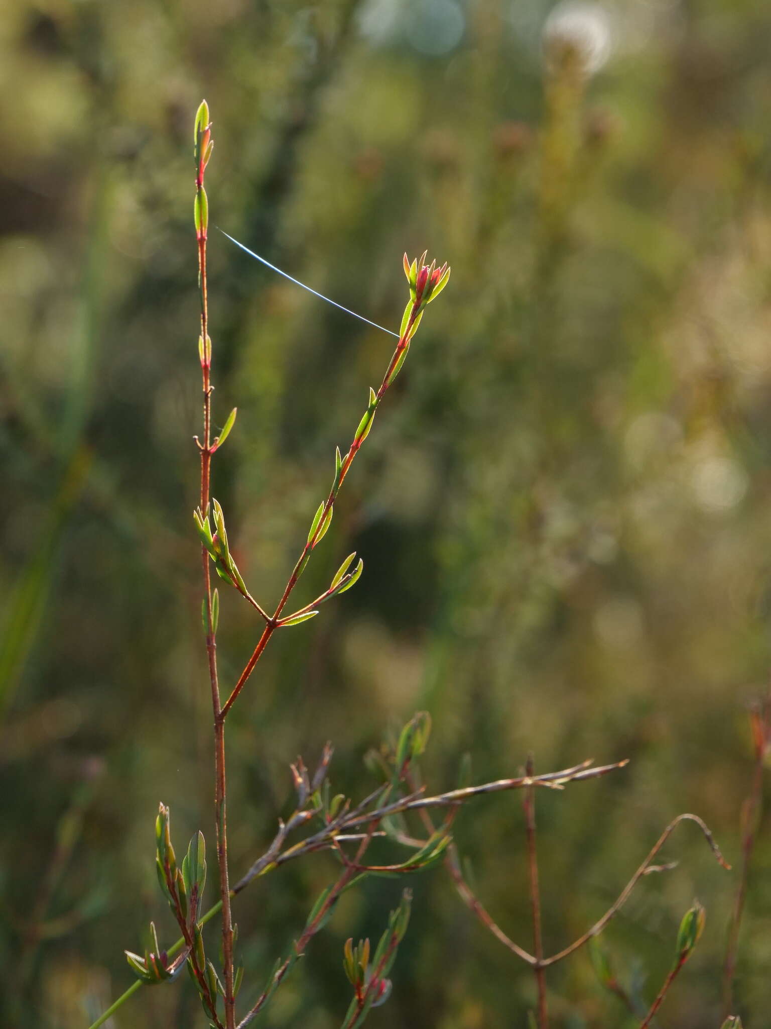 Image of Darwinia biflora (Cheel) B. G. Briggs