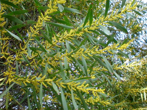 Imagem de Acacia longifolia (Andrews) Willd.