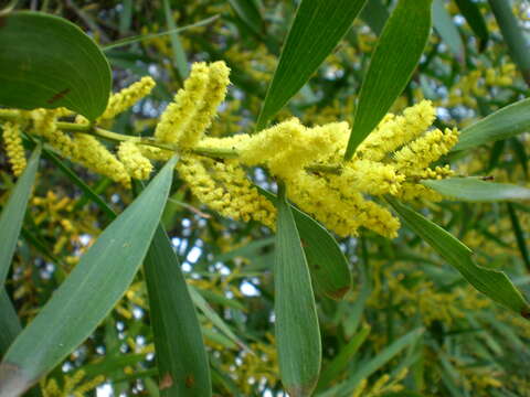 Imagem de Acacia longifolia (Andrews) Willd.