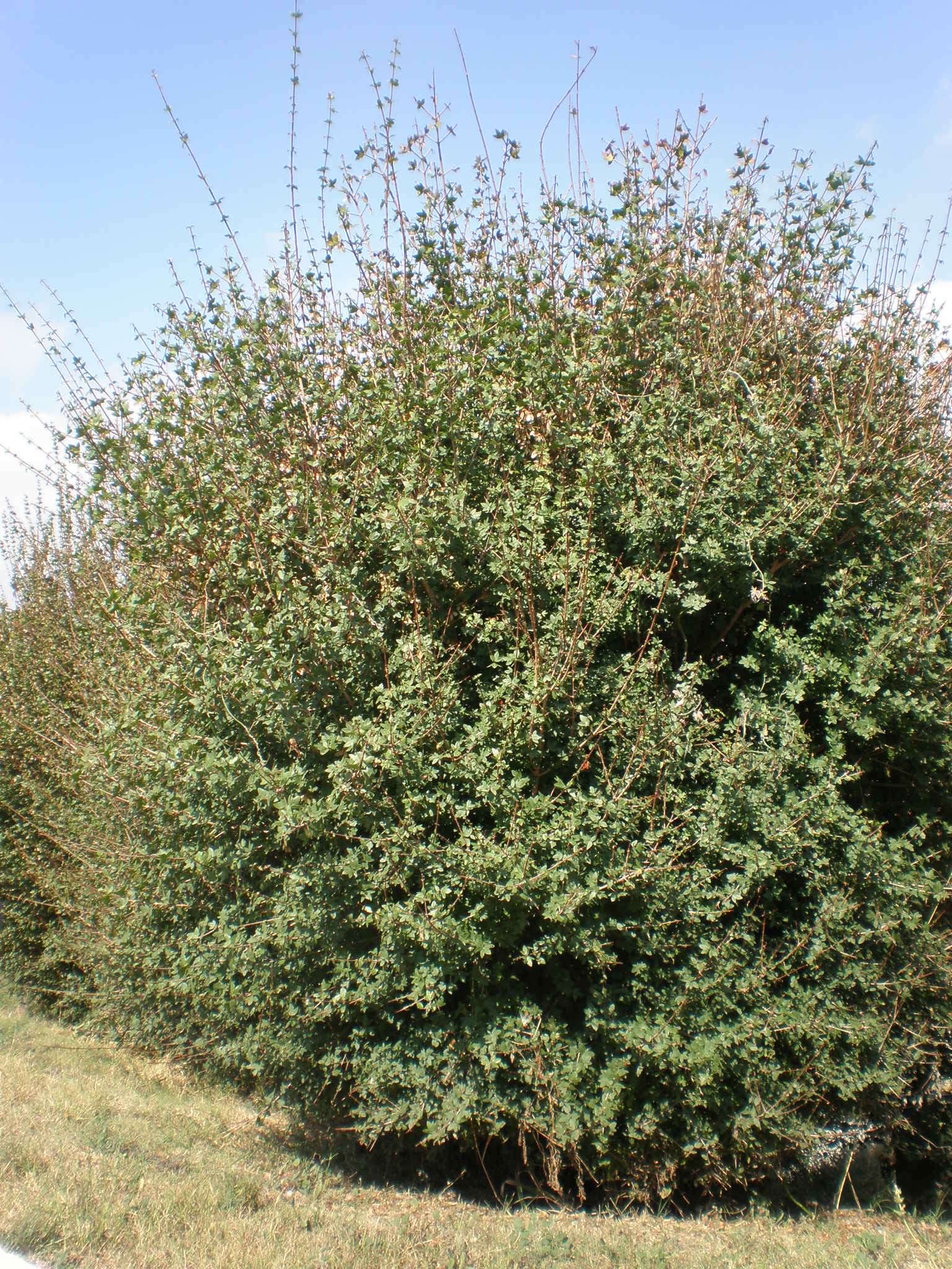 Image of Cretan maple