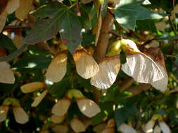 Image of Cretan maple