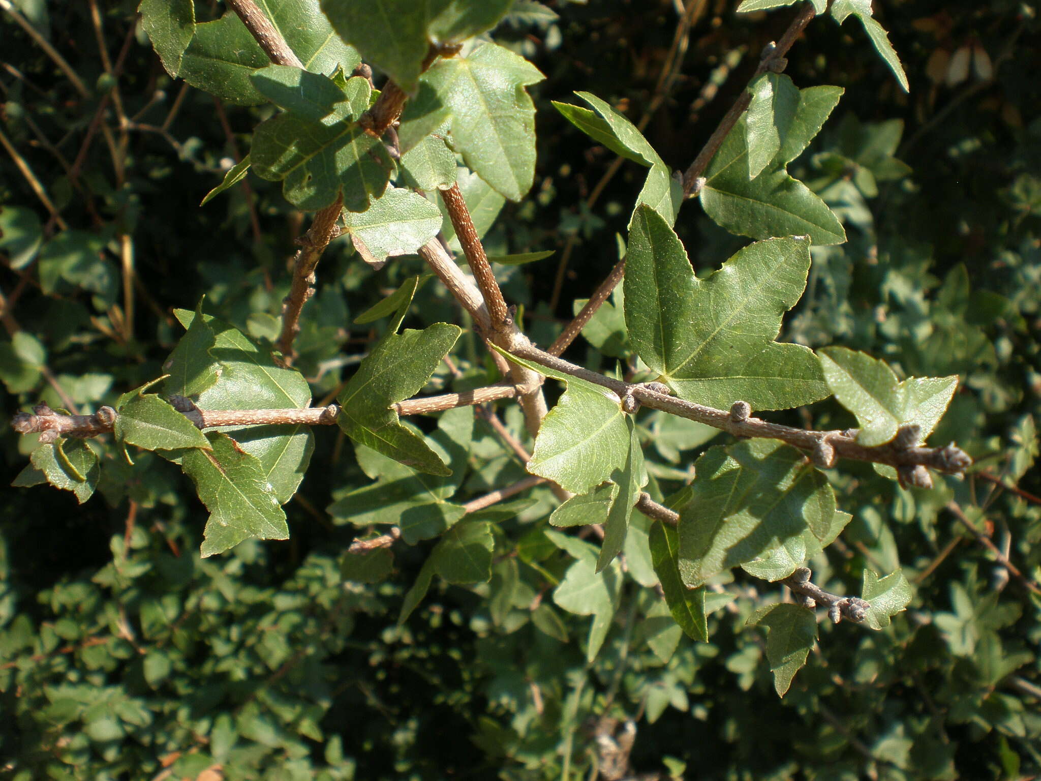 Image of Cretan maple