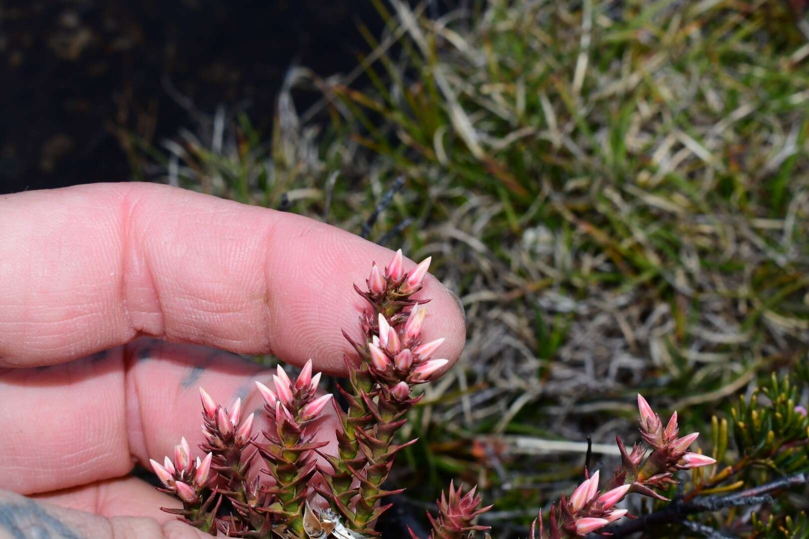 Image of Sprengelia montana R. Br.