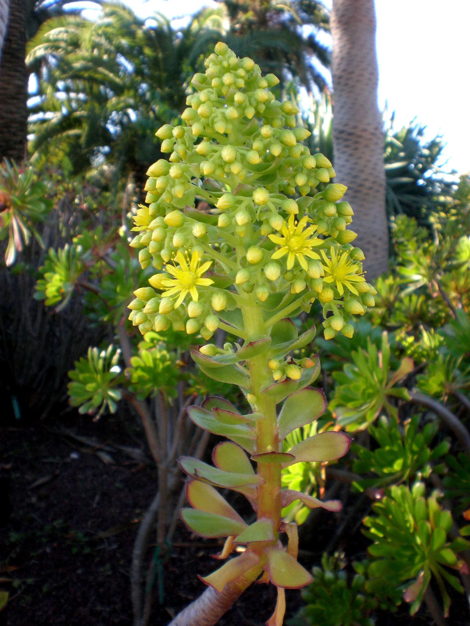 Image of tree aenium