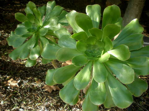 Image of saucer-plant