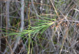 Image of Dracophyllum lessonianum A. Rich.