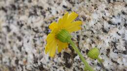 Image of California ragwort