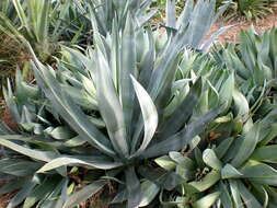 صورة Agave mitis Mart.