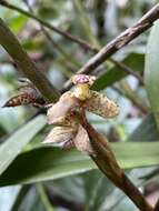 Imagem de Maxillaria pardalina Garay