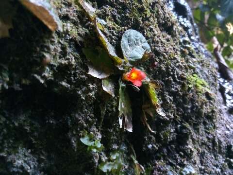 Image of Yerba-Neto-Hoja-de-Cueva