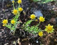 Image of Hyalosperma semisterile (F. Müll.) P. G. Wilson