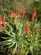 Image of candelabra aloe