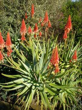 Image of candelabra aloe