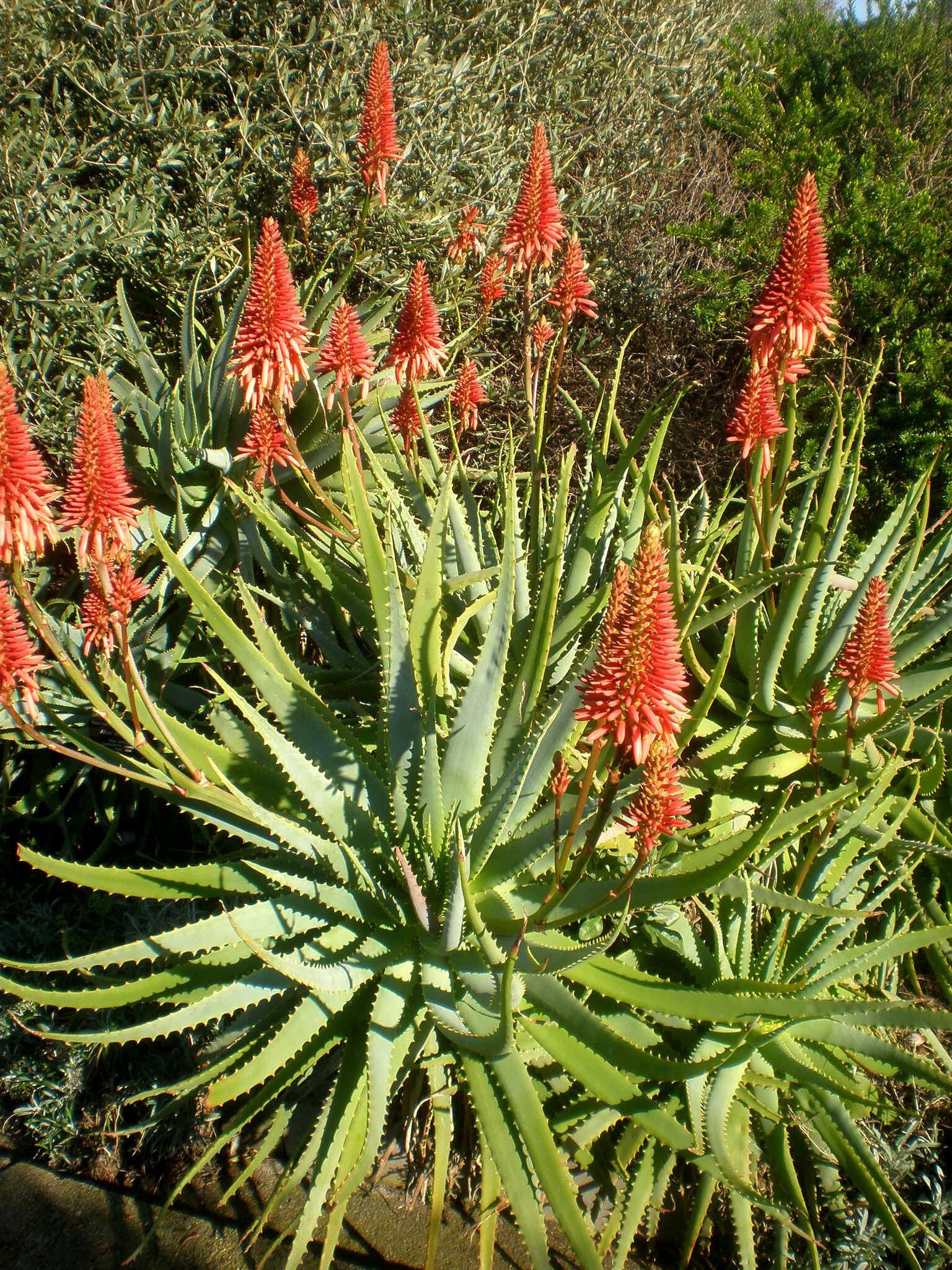 Image of candelabra aloe