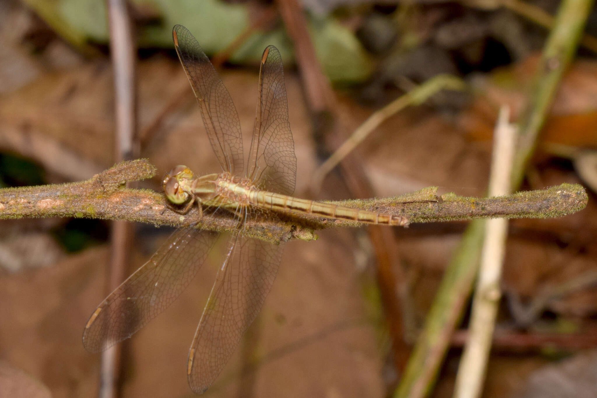 Image of Neurothemis intermedia Rambur 1842