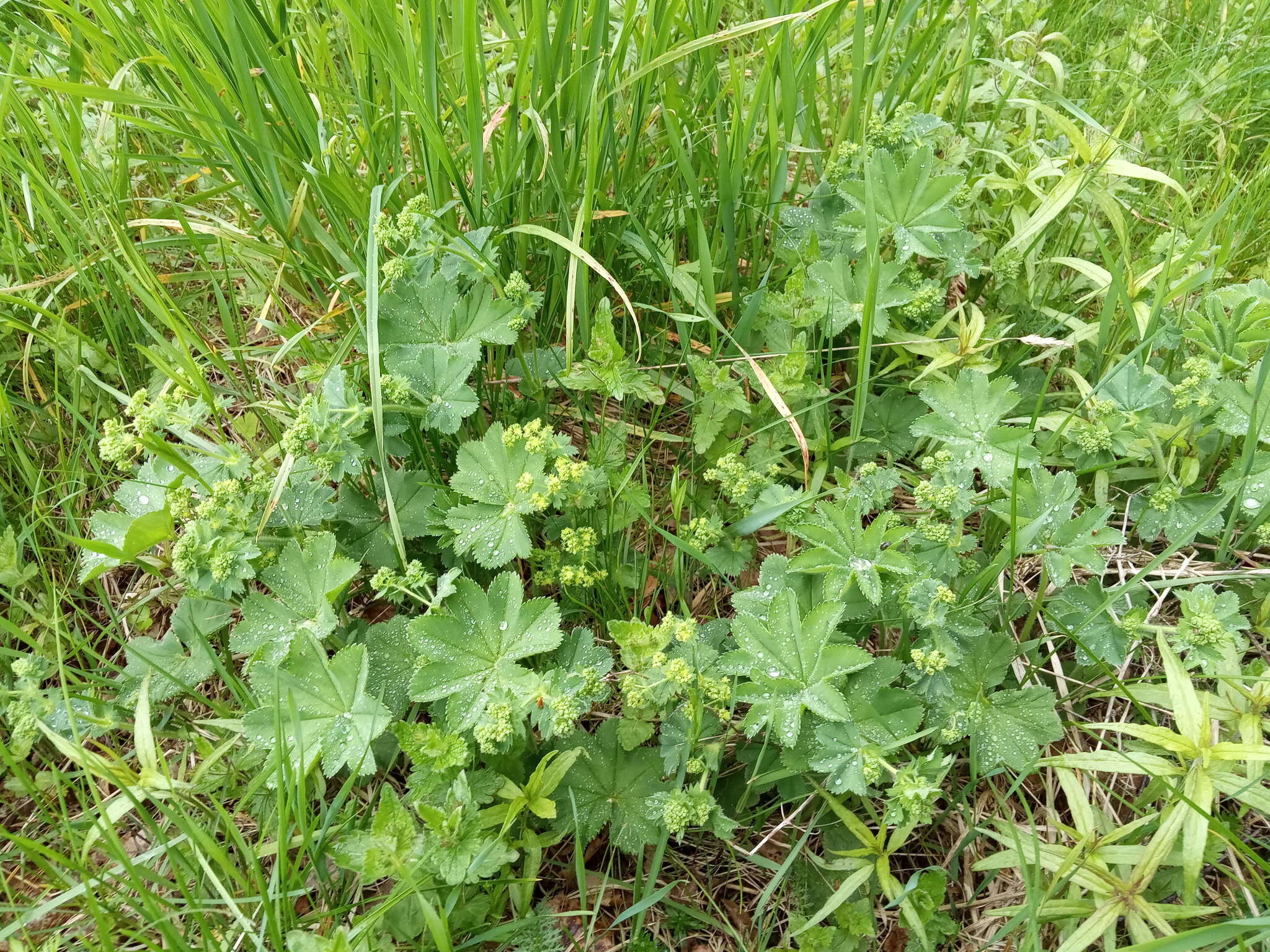 Plancia ëd Alchemilla monticola Opiz