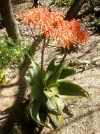 Image of Aloe striata Haw.