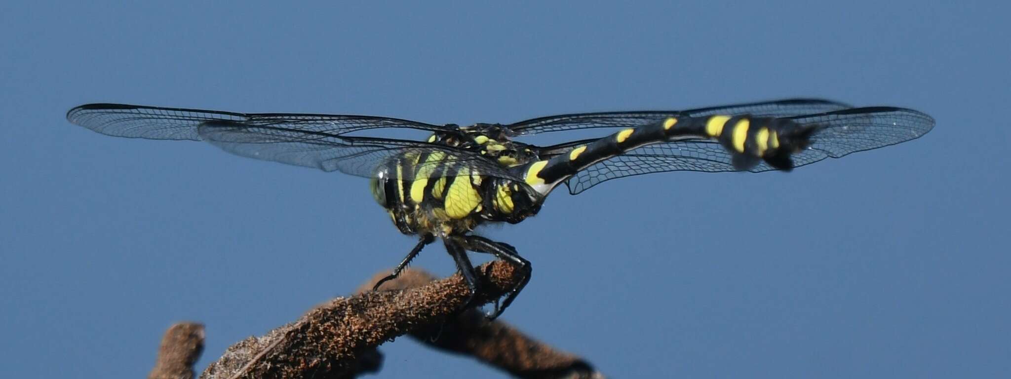 صورة Ictinogomphus pertinax (Hagen ex Selys 1854)