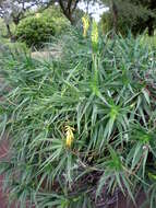 Image of Fence Aloe