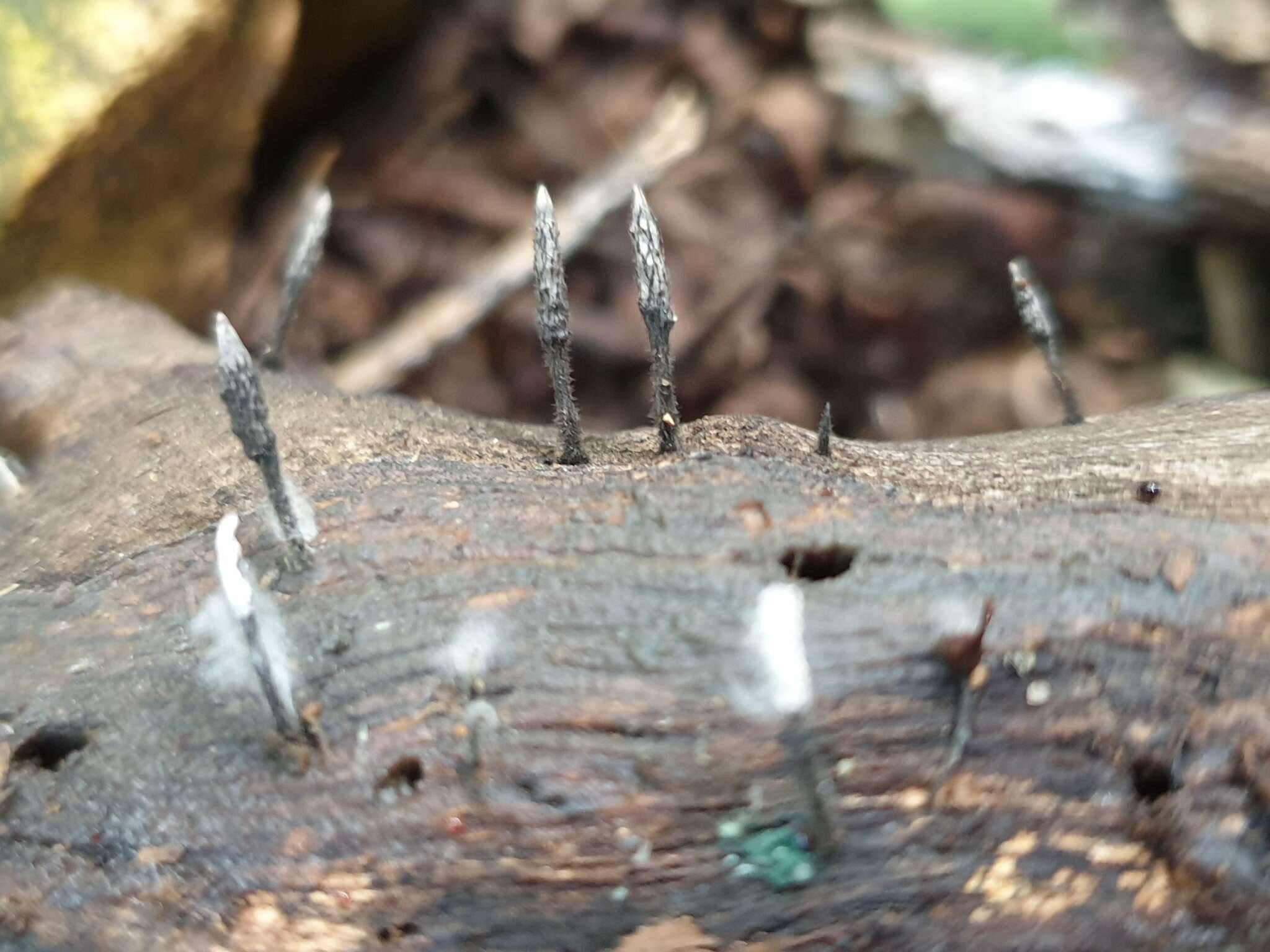 Image of Xylaria cinerea J. Fourn. & M. Stadler 2011