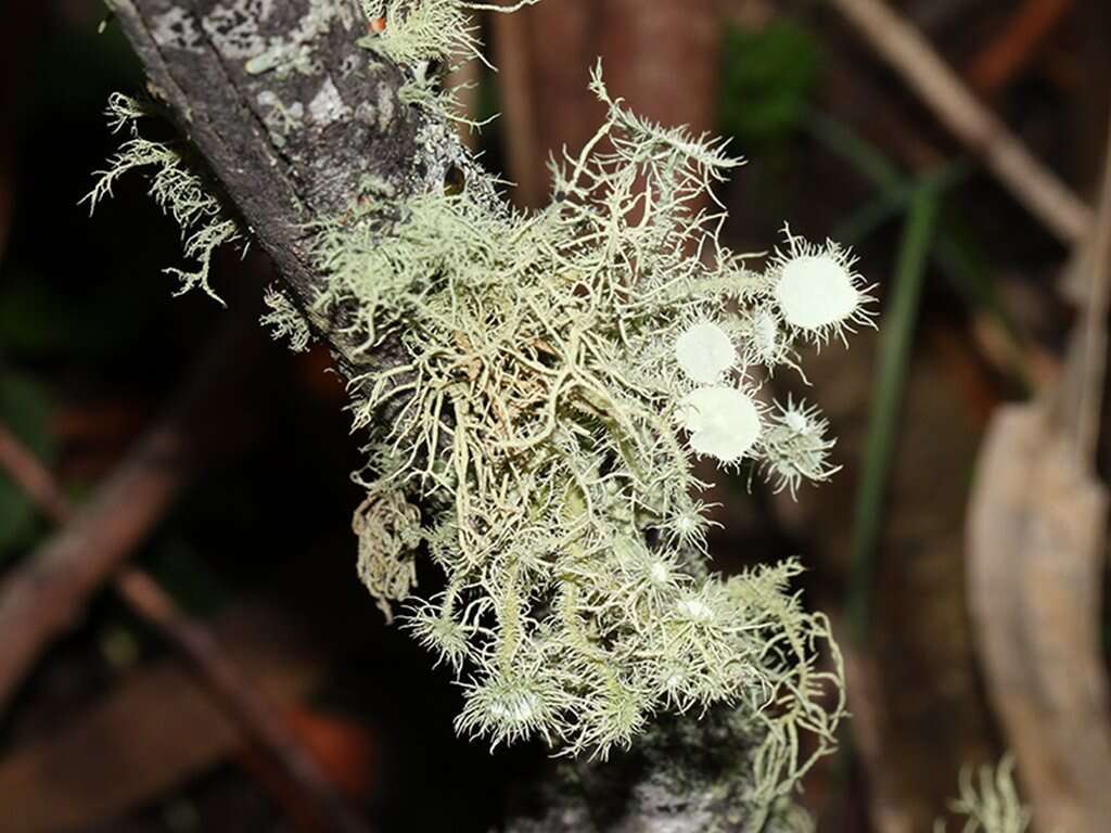 Usnea scabrida Taylor的圖片